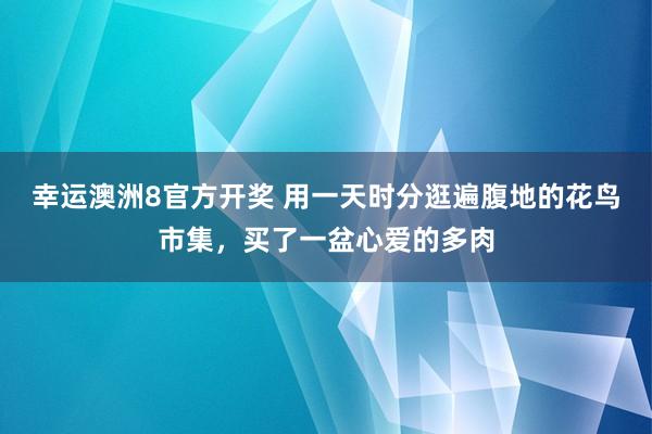 幸运澳洲8官方开奖 用一天时分逛遍腹地的花鸟市集，买了一盆心爱的多肉