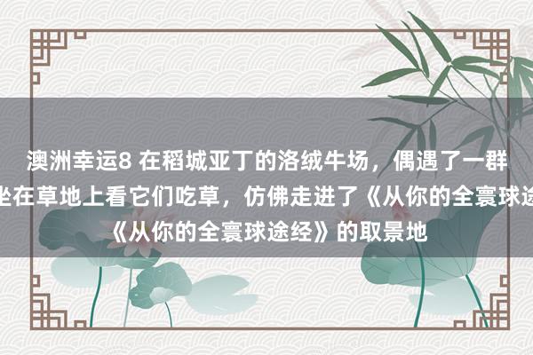 澳洲幸运8 在稻城亚丁的洛绒牛场，偶遇了一群野生的岩羊，坐在草地上看它们吃草，仿佛走进了《从你的全寰球途经》的取景地